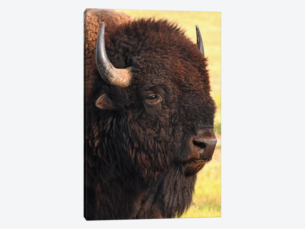 Bison Head Shot by Brian Wolf 1-piece Canvas Wall Art
