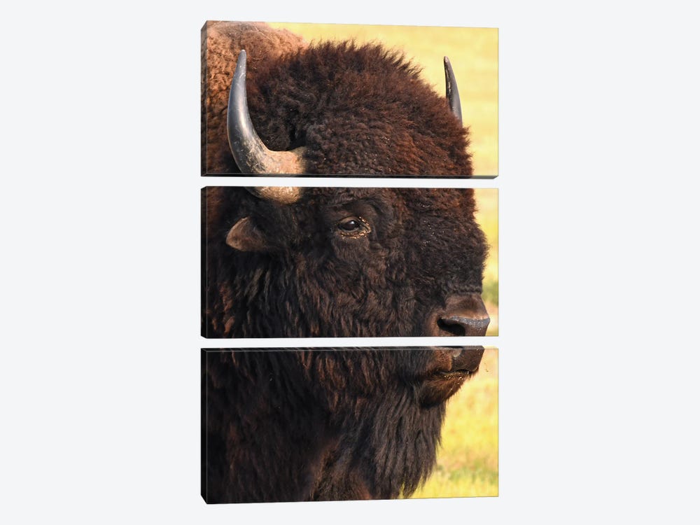 Bison Head Shot by Brian Wolf 3-piece Canvas Art