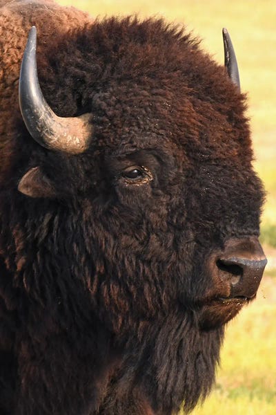 Golden Hour Animals: Bison Head Shot by Brian Wolf