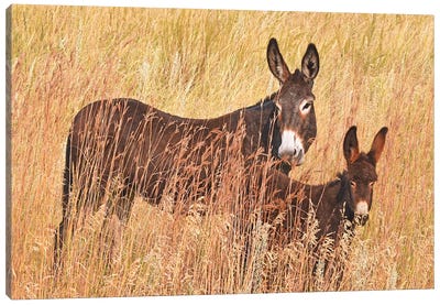 Wild Burro And Colt Canvas Art Print - Donkey Art