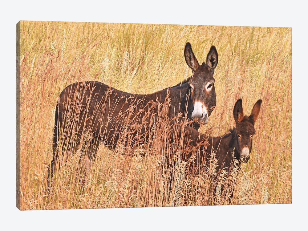 Wild Burro And Colt by Brian Wolf 1-piece Canvas Print