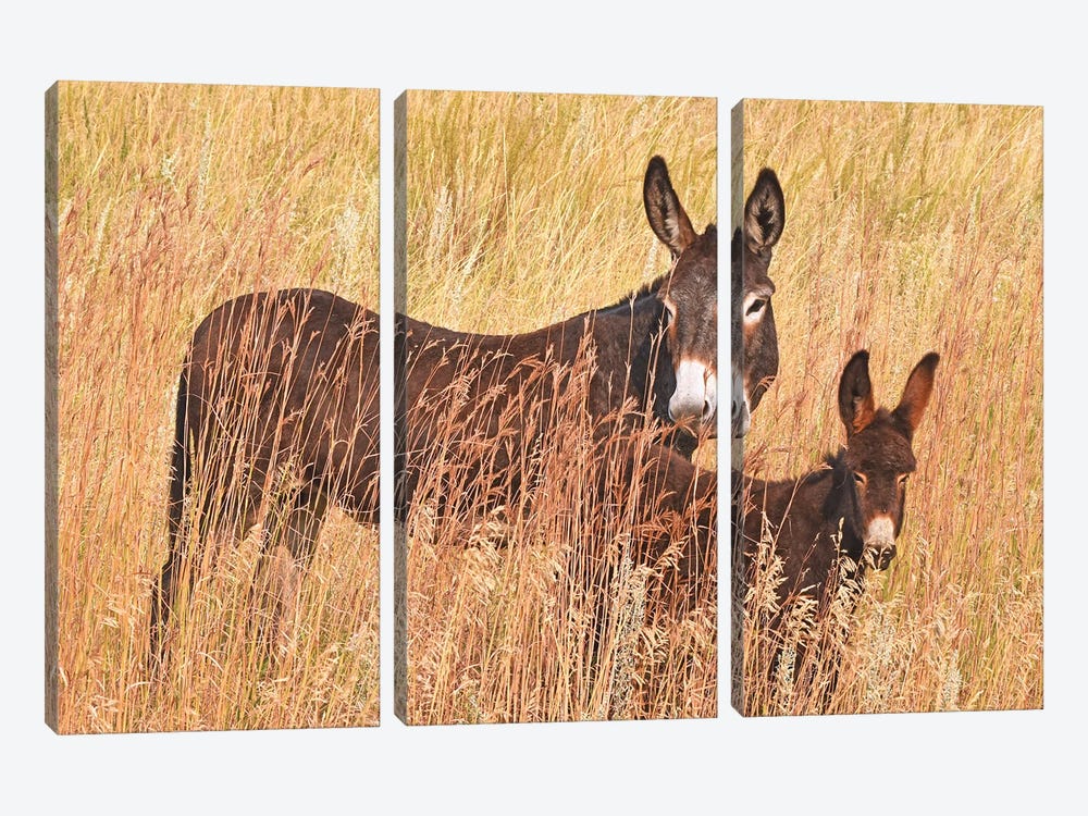 Wild Burro And Colt by Brian Wolf 3-piece Canvas Print