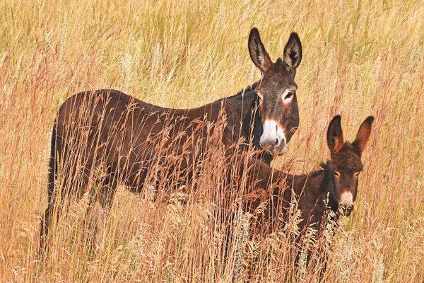 Donkeys: Wild Burro And Colt by Brian Wolf