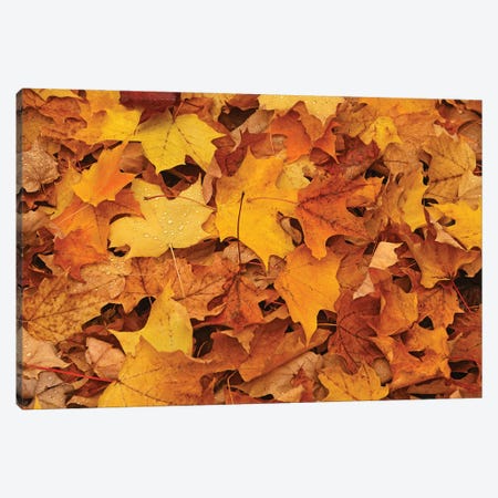 Carpet Of Leaves Canvas Print #BWF844} by Brian Wolf Art Print