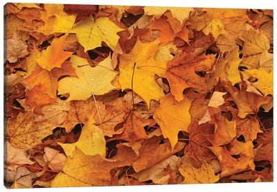 Carpet Of Leaves Canvas Art Print