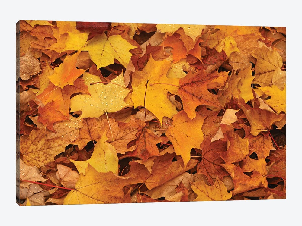 Carpet Of Leaves by Brian Wolf 1-piece Canvas Art