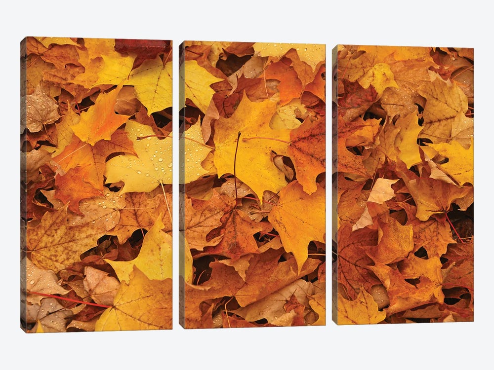 Carpet Of Leaves by Brian Wolf 3-piece Canvas Artwork