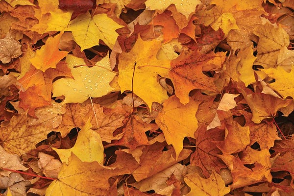 Fine Art Print: Carpet Of Leaves by Brian Wolf