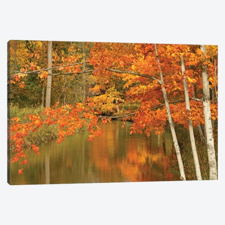 Maple Trees Reflecting In The River Canvas Print #BWF846} by Brian Wolf Art Print