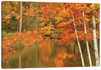 Maple Trees Reflecting In The River Canvas Art Print - Brian Wolf