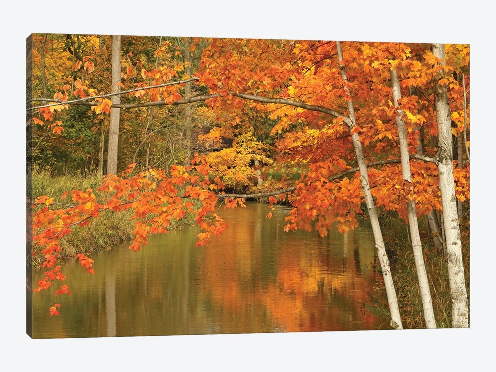 Maple Trees Reflecting In The River by Brian Wolf 1-piece Canvas Artwork