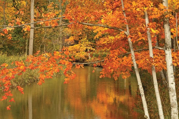 Brian Wolf: Maple Trees Reflecting In The River by Brian Wolf