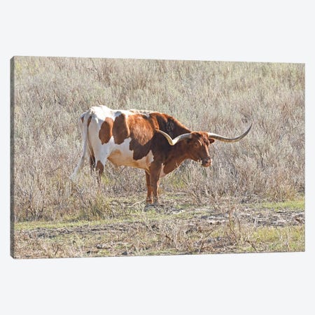 Long Horn Steer - Theodore Roosevelt National Park Canvas Print #BWF848} by Brian Wolf Canvas Art