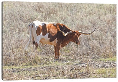 Long Horn Steer - Theodore Roosevelt National Park Canvas Art Print - Brian Wolf