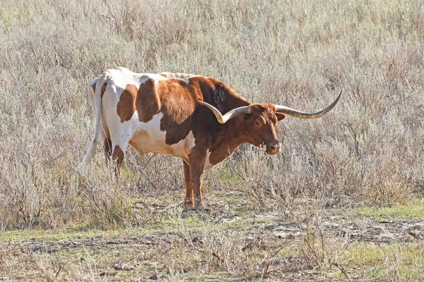 Brian Wolf: Long Horn Steer - Theodore Roosevelt National Park by Brian Wolf