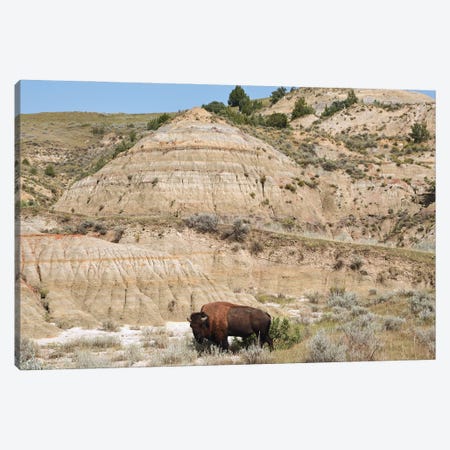 Bison And Badlands Canvas Print #BWF851} by Brian Wolf Art Print