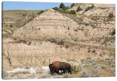 Bison And Badlands Canvas Art Print - Bison & Buffalo Art