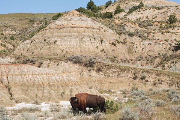Brian Wolf: Bison And Badlands by Brian Wolf