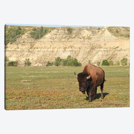Bison At Theodore Roosevelt National Park Canvas Print #BWF852} by Brian Wolf Art Print