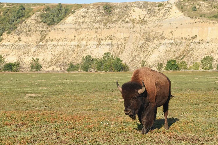 Bison At Theodore Roosevelt National Park