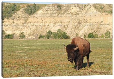 Bison At Theodore Roosevelt National Park Canvas Art Print - Bison & Buffalo Art