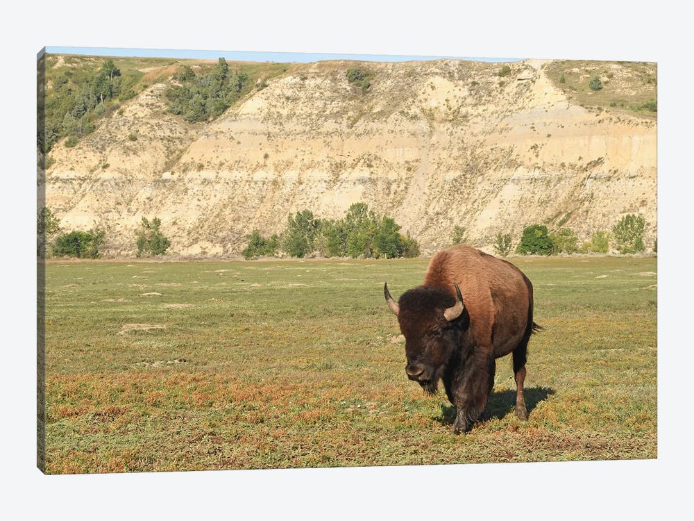 Bison At Theodore Roosevelt National Park by Brian Wolf 1-piece Canvas Art Print