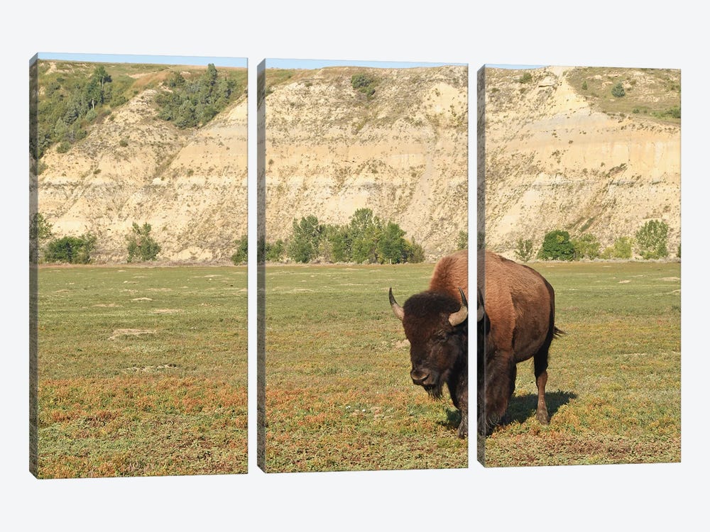 Bison At Theodore Roosevelt National Park by Brian Wolf 3-piece Art Print