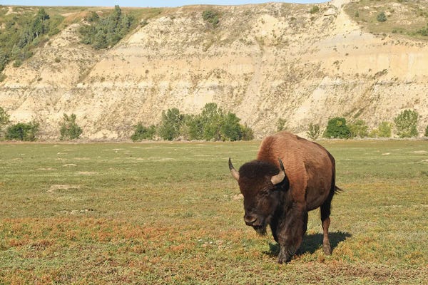 Bison II, Theodore Roosevelt National Park