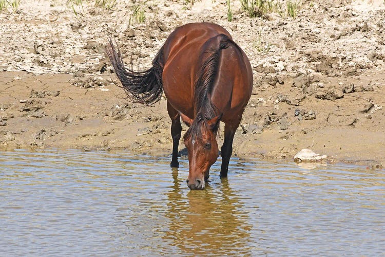 Wild Horse Drinking With Reflection In Water