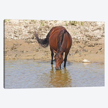 Wild Horse Drinking With Reflection In Water Canvas Print #BWF861} by Brian Wolf Canvas Wall Art