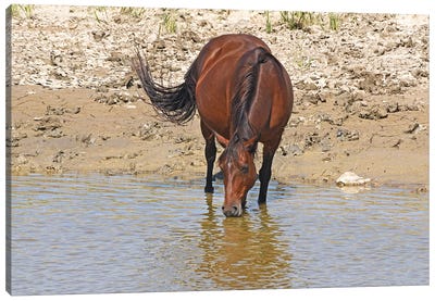 Wild Horse Drinking With Reflection In Water Canvas Art Print - North Dakota Art