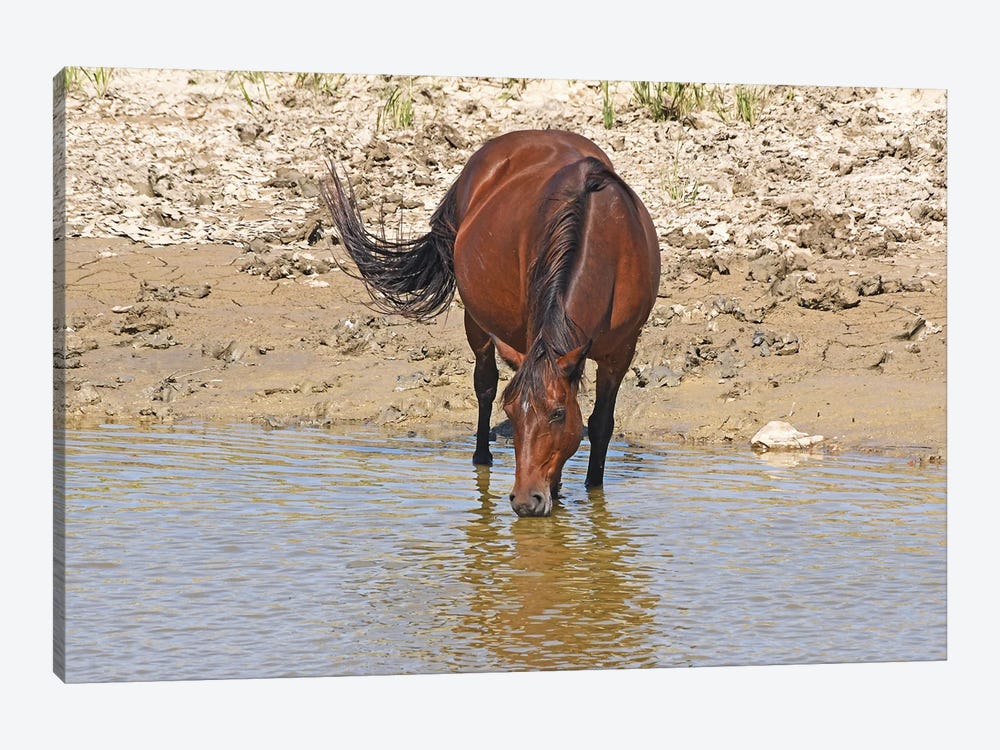 Wild Horse Drinking With Reflection In Water by Brian Wolf 1-piece Canvas Art Print
