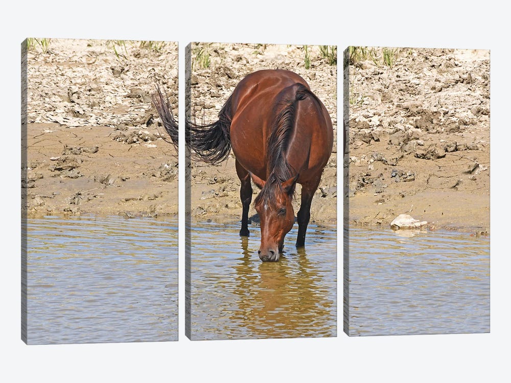 Wild Horse Drinking With Reflection In Water by Brian Wolf 3-piece Canvas Print