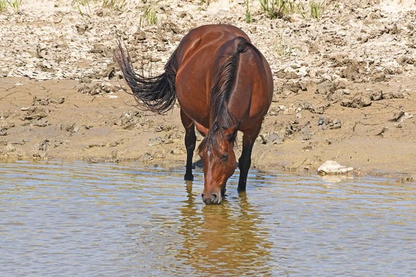 Wild Horse Drinking With Reflection In Water