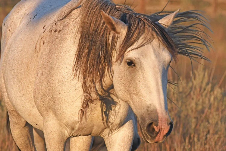 Close Up A Wild Stallion - Theodore Roosevelt National Park