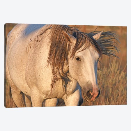 Close Up A Wild Stallion - Theodore Roosevelt National Park Canvas Print #BWF862} by Brian Wolf Canvas Wall Art