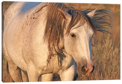 Close Up A Wild Stallion - Theodore Roosevelt National Park Canvas Art Print - North Dakota Art