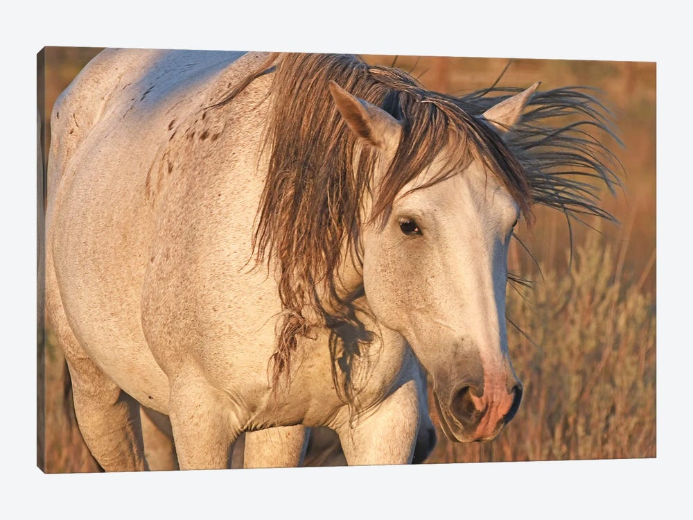 Close Up A Wild Stallion - Theodore Roosevelt National Park by Brian Wolf 1-piece Canvas Wall Art