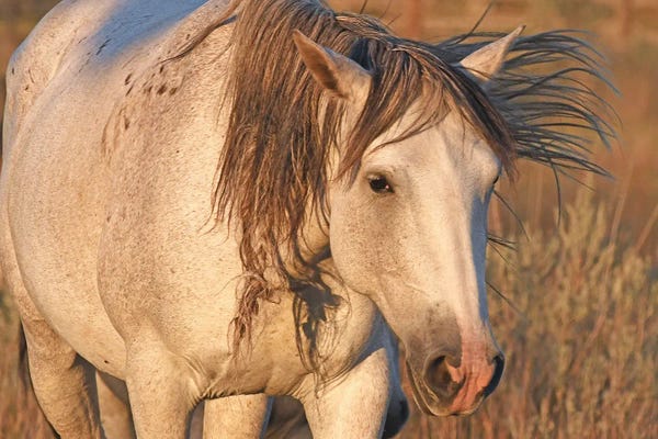 North Dakota: Close Up A Wild Stallion - Theodore Roosevelt National Park by Brian Wolf