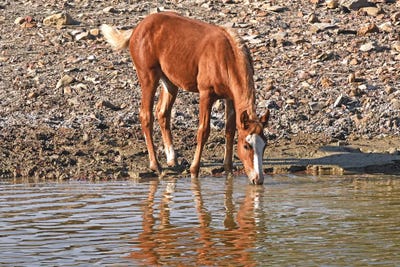 Wild Colt Drinking With Reflection by Brian Wolf art print