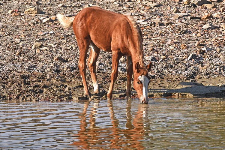 Wild Colt Drinking With Reflection