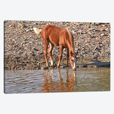 Wild Colt Drinking With Reflection Canvas Print #BWF864} by Brian Wolf Canvas Print