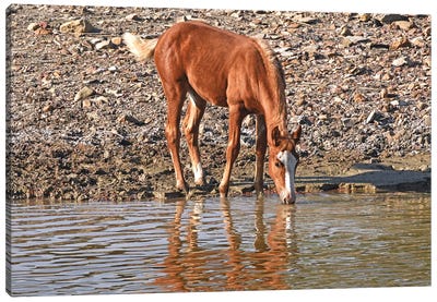 Wild Colt Drinking With Reflection Canvas Art Print - Brian Wolf