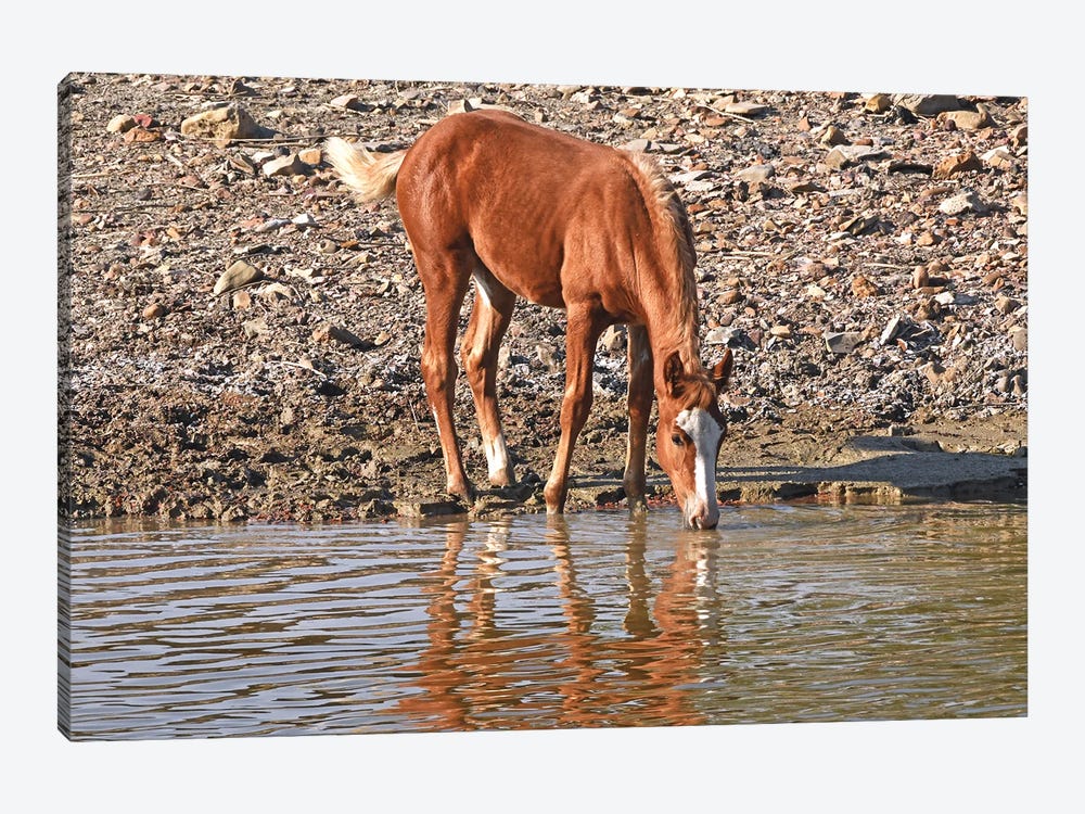 Wild Colt Drinking With Reflection by Brian Wolf 1-piece Canvas Artwork