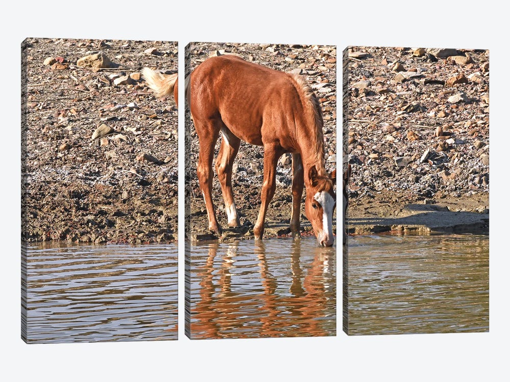 Wild Colt Drinking With Reflection by Brian Wolf 3-piece Canvas Art