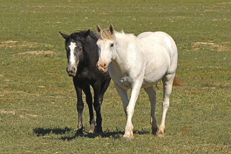 Black And White Wild Horses - Theodore Roosevelt National Park