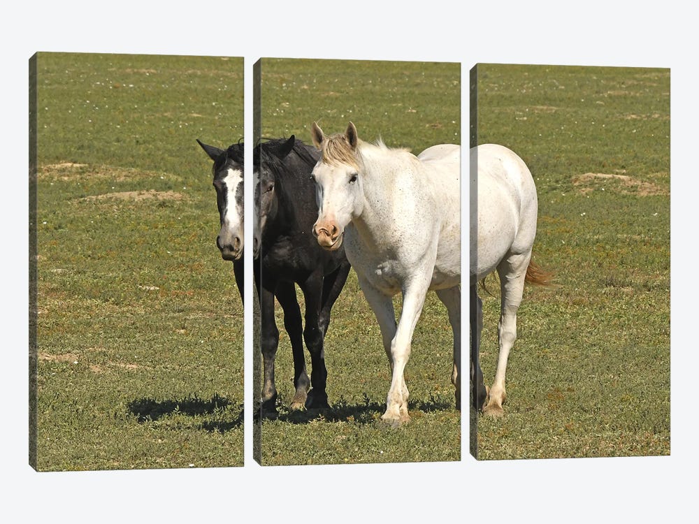 Black And White Wild Horses - Theodore Roosevelt National Park by Brian Wolf 3-piece Canvas Print