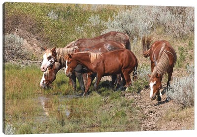 Band Of Wild Horses - Theodore Roosevelt National Park Canvas Art Print - North Dakota Art