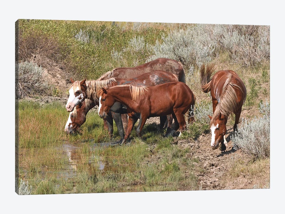 Band Of Wild Horses - Theodore Roosevelt National Park by Brian Wolf 1-piece Canvas Wall Art