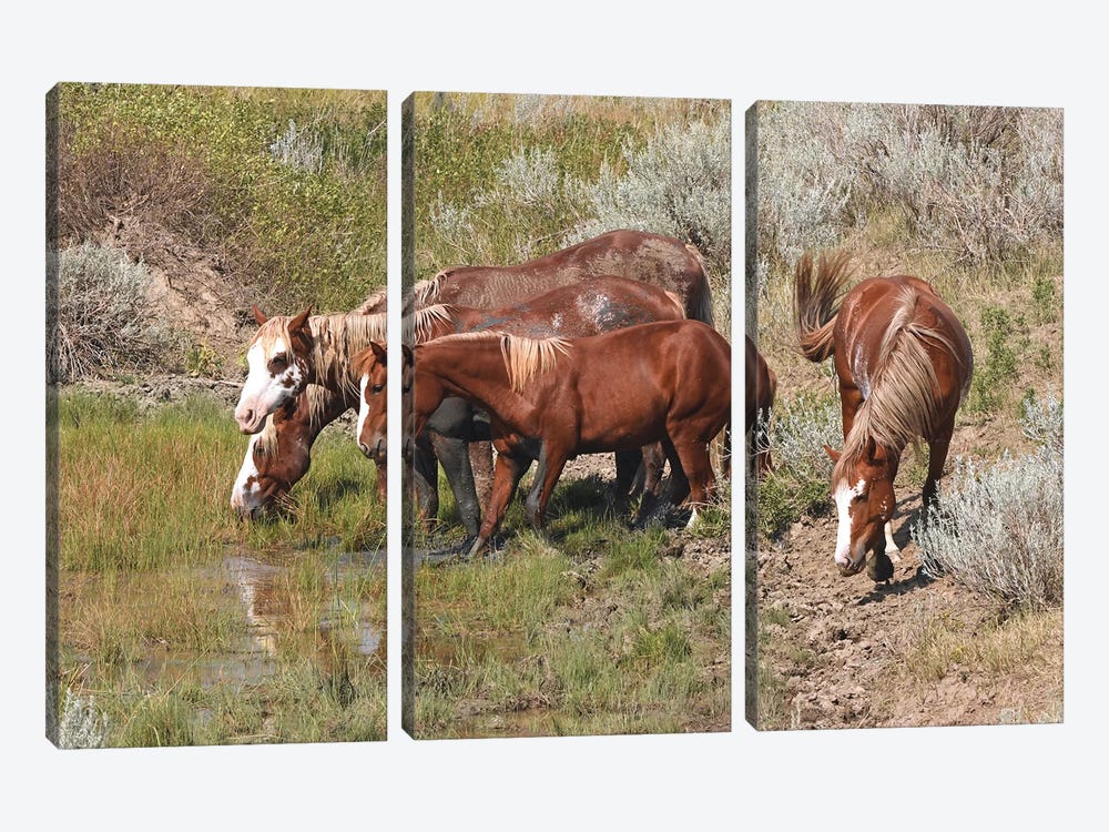 Band Of Wild Horses - Theodore Roosevelt National Park by Brian Wolf 3-piece Canvas Artwork